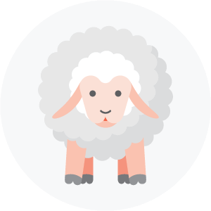 Illustration of a sheep
